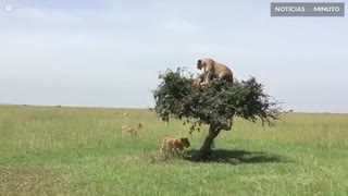 Quantas leoas cabem em uma árvore?