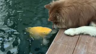 Dog Gets Kisses From Koi Fish