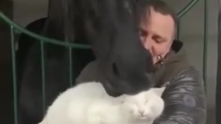 horse petting cat
