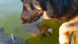 Dog and Turtles unlikely friends