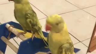 Talking Baby parrot loves to dance.