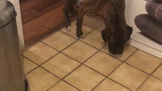 Boxer Knows He's Made a Mistake