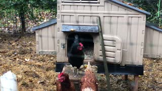 Backyard Chickens Kentucky