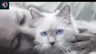 Cute Cat Shocked by Cuddling The Owner .