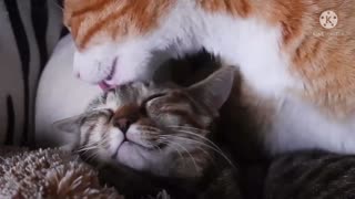 Mom cat cleaning it’s baby kitten