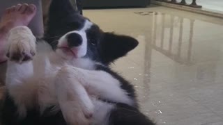 Border collie puppy loves affection