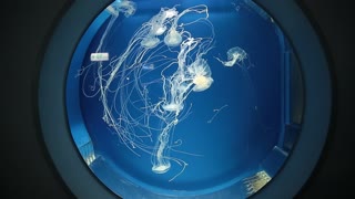 Some Jellyfish are swimming inside the Aquarium