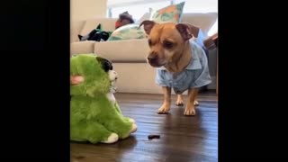 Funny animal video compilation.