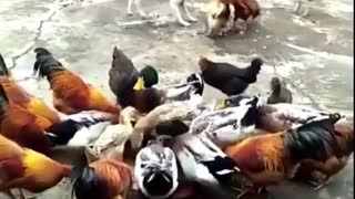 Dog vs Rooster fight funny video