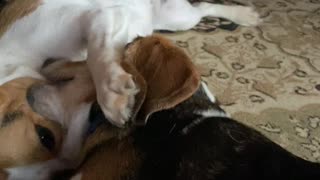 Best Beagle Friends