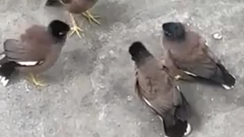 BIRD Fight Video | wild animal