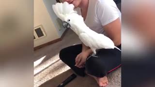 Cockatoo disobeys owner in hilarious fashion