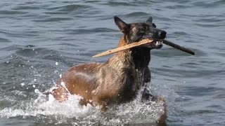 belgian shepherd dog show off very special and awesome tricks