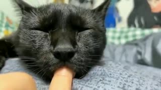 kitten sucking little finger