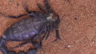 Time-Lapse of Scorpion Shedding Exoskeleton