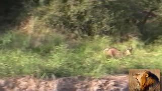 Bushbuck Tries Defending Itself From Wild Dogs