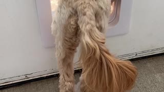 This confused pup can't figure out how to use the doggy door