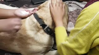 Family dog getting massage from kids