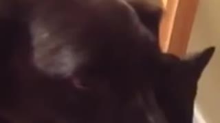 Cat misses dog after being apart