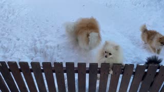 Playful Pomeranian Dogs behind Wooden Fence