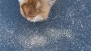 My Pomeranian running