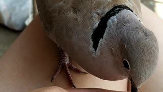 Adorable Dove Sings to His Owner