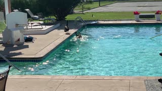 Geese Pool Party