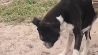 Boxer Uses Face to Bury Hot Dog Bun