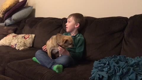 tiny dog demands attention from young kid