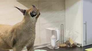 Feisty Caracal Caught Trying to Sneak Snacks