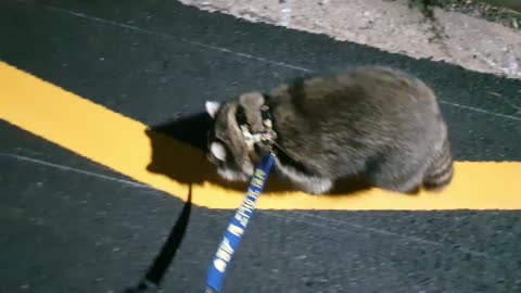Pet raccoon only walks along painted line on road