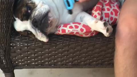 English Bulldog gets pampered... and loves it!
