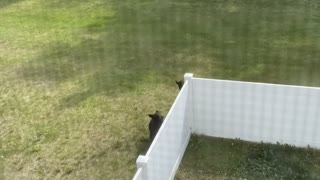 Bear Family Scale Backyard Fence With Ease