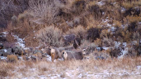 South Fork Mulies