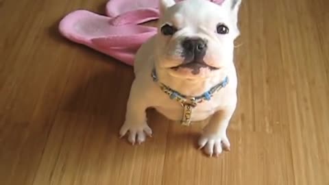 French Bulldog puppy learns to speak with owner