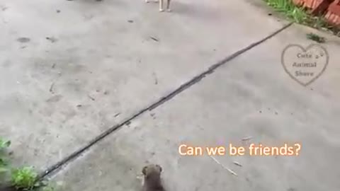 stray puppy wanna make friends
