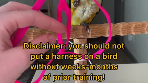 How to place and remove your bird's harness