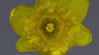 Daffodil Blooming (Free to Use HD Stock Video Footage)