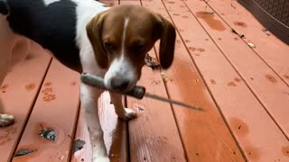 Puppy Brings a Knife Home