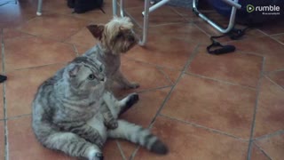 Dog and cat hilariously watch TV together like humans