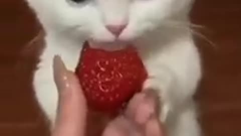 Cats | pets | funny video