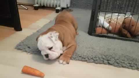 Carrot is English Bulldog puppy's new favorite toy