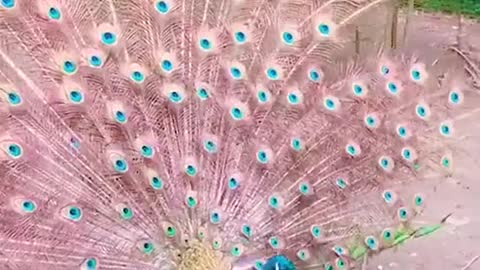 A very beautiful peacock