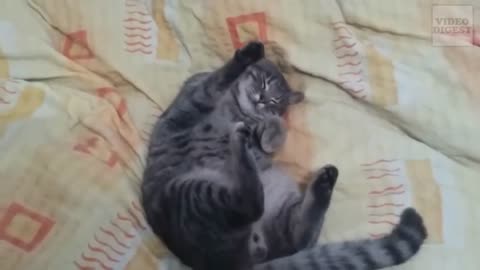 Funny cat moves