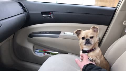 Dog refuses to let owner drive away