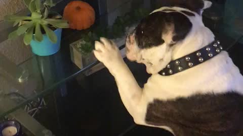 Bulldog's new favorite toy is Halloween pumpkin