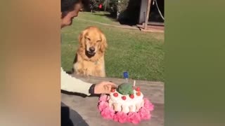 Dog Reaction to Cutting Cake