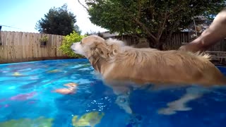 Dogs Pool Party