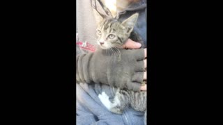 Courageous Kitten Rescue from Under Car