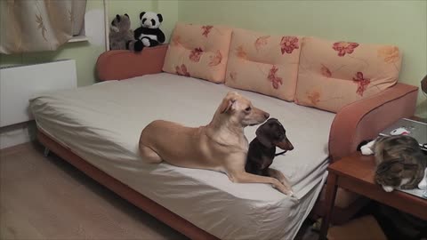 Here's what your dogs do when you're not home